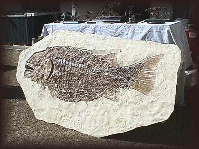 TUCSON - large fish fossil