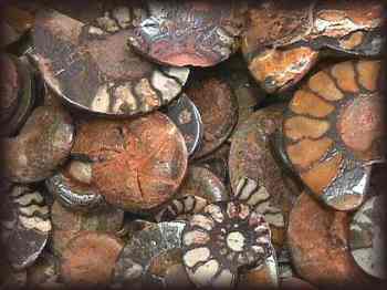 TUCSON - Ammonites
