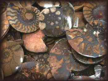TUCSON - Ammonites -2
