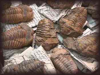 TUCSON - Trilobites